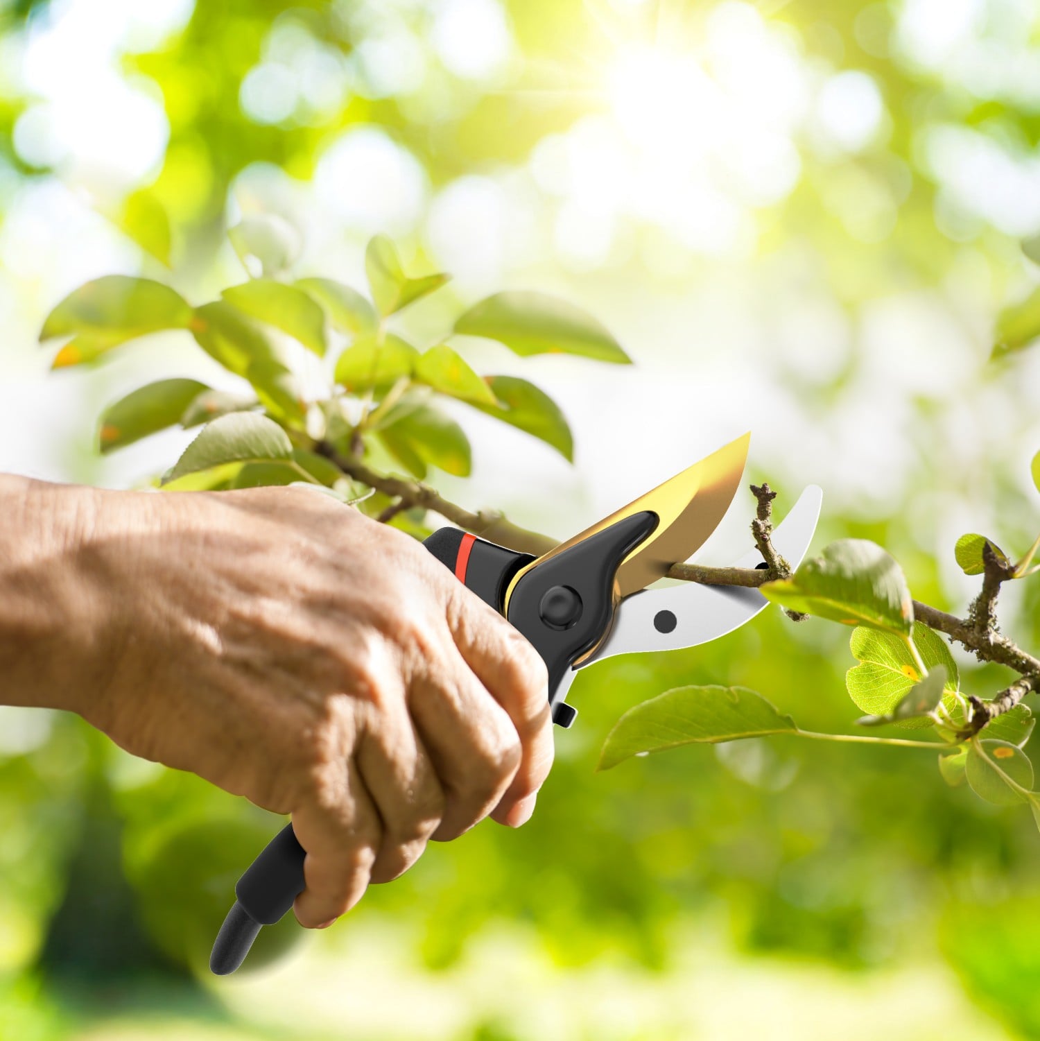 How To Use Pruning Shears